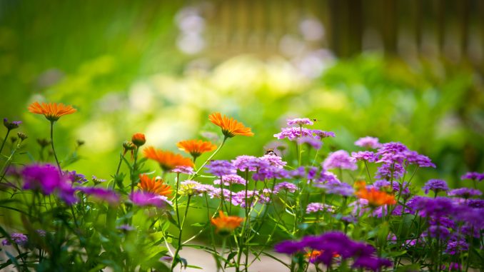 Flowers-Garden-Wallpaper